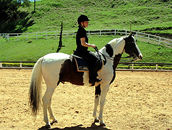 Mary has the joy of riding Village, the number one champion Mangalarga Paulista stallion in Brazil in 2010