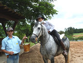 All the horses get chopped up sugar cane from their plantation as a treat. Humans love it too!