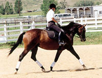 Midkiff prepared and trained horse for sale