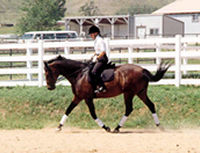 Midkiff prepared and trained horse for sale