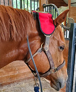 Magnetic therapy for horses by Mary Midkiff