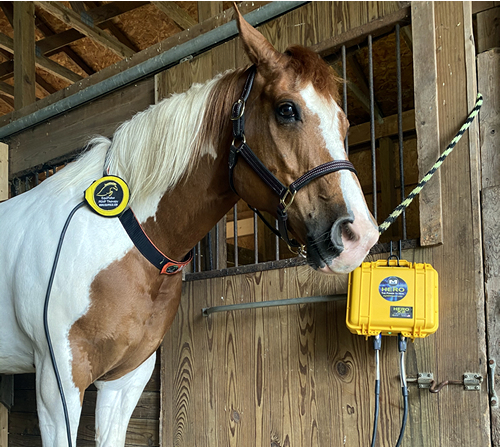 Magnetic Disc in use on horse